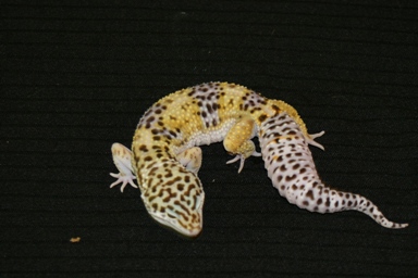Double het for Blazing Blizzard (Cluthemate to Blazing Blizzard)