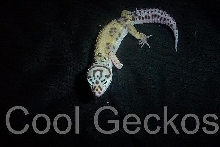 Jungle Female from K&N Reptiles