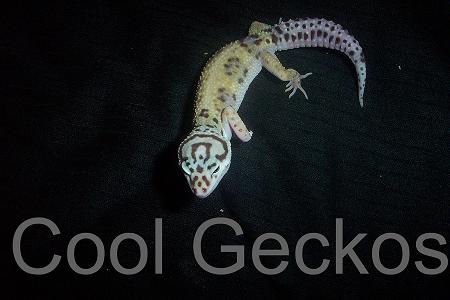 Jungle Female from K&N Reptiles