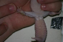 Male