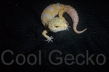 Tremper Albino male