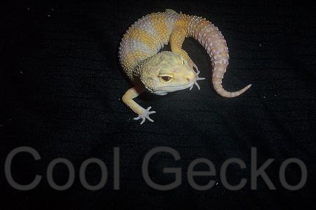 Tremper Albino male