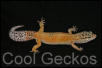Hypo Tangerine Female