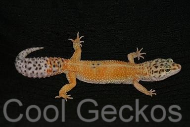Hypo Tangerine Female