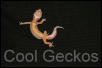 Stripe Rainwater Albino Female