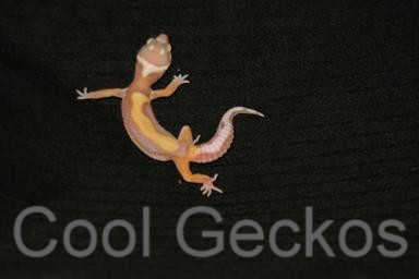 Stripe Rainwater Albino Female