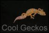 Tangerine Bell Albino Female