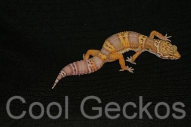 Tangerine Bell Albino Female