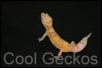 Tangerine Rainwater Albino Female