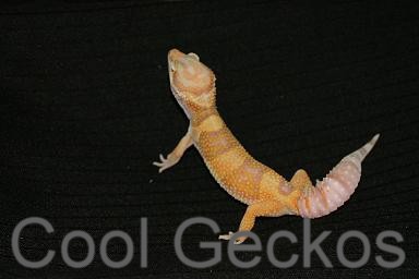 Tangerine Rainwater Albino Female