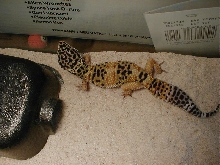 my female
