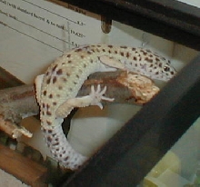 my male