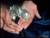 baby budgies in Oct