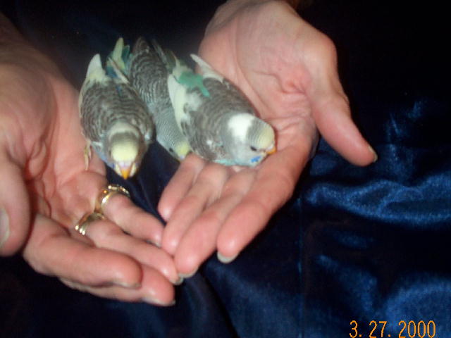 baby budgies in Oct