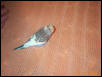 My Budgie