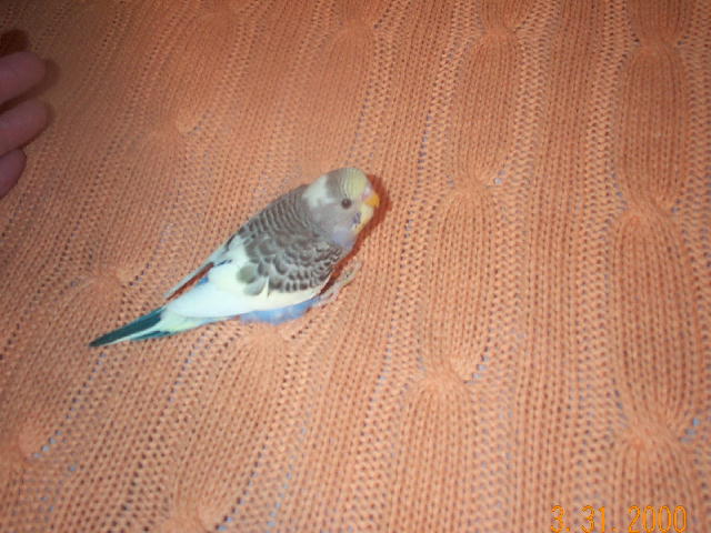 My Budgie