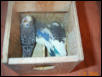 Nestbox photo