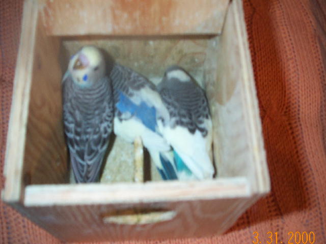 Nestbox photo