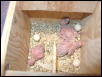 The baby budgies