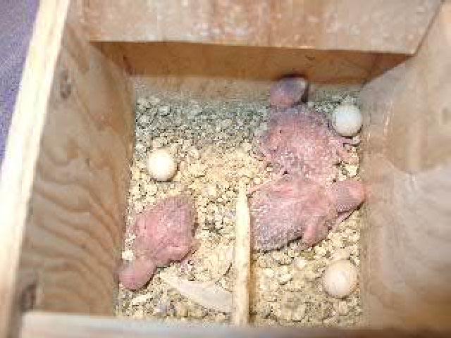 The baby budgies
