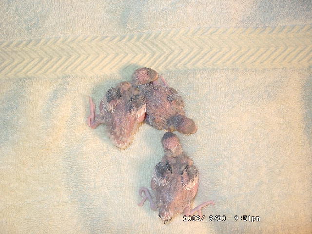 Baby budgie bord 9-7/ 9-9 & 9-11