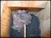 Birdies back in nestbox!
