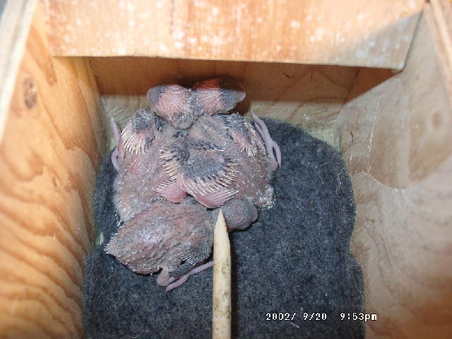 Birdies back in nestbox!