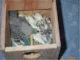 Nestbox Picture