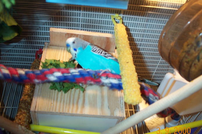 Poppie Budgie