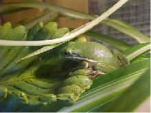 Stevens Tree Frog!!
