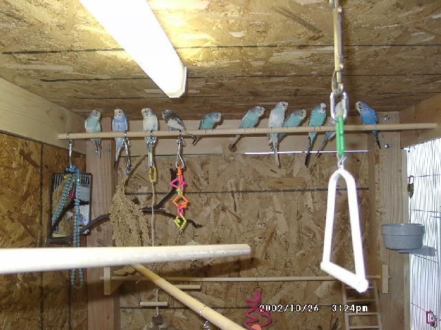 11 birds