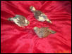 BabyBudgies!