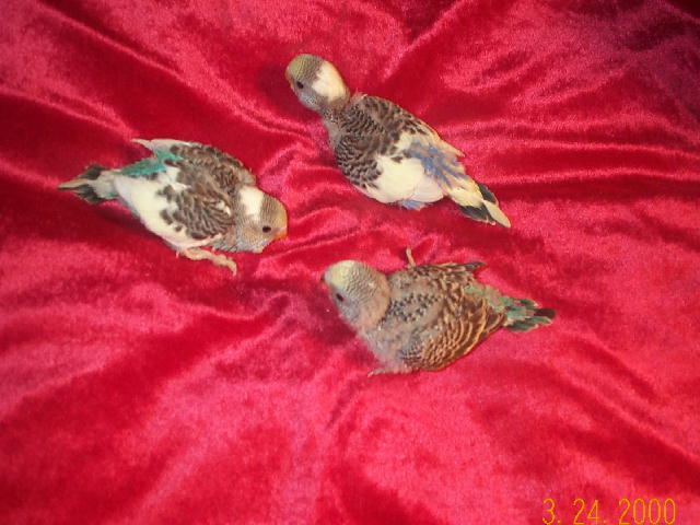 BabyBudgies!