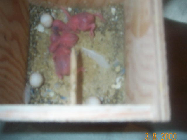 More of the same..babies