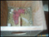 BABY budgies