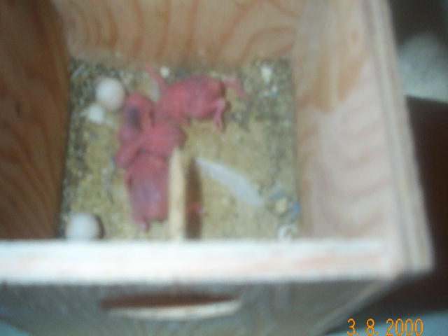BABY budgies
