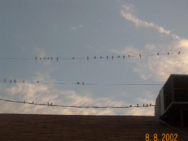 wild doves