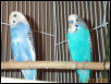 mommie and dayy bird