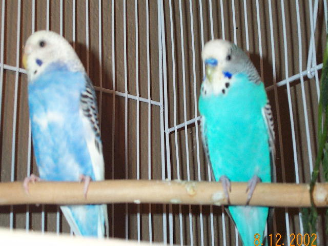 mommie and dayy bird