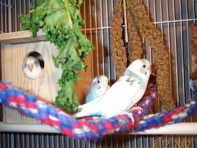 my lil babys!