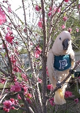 Flowerbird