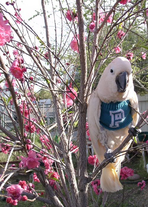 Flowerbird
