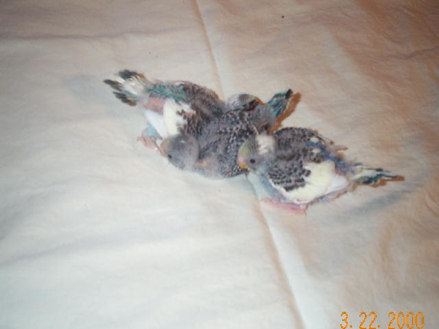 3 week old budgies