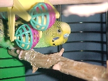 stevensbirds