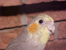 stevens birds 2