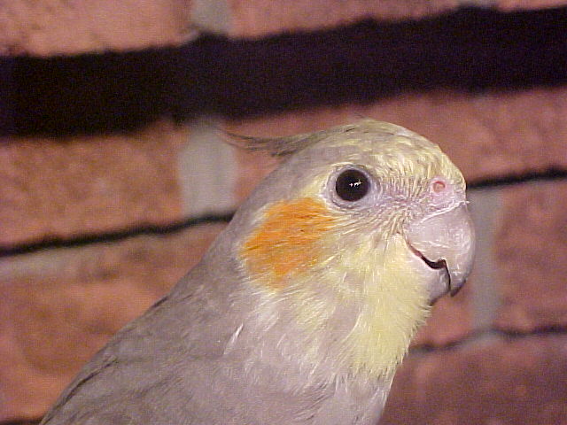 stevens birds 2