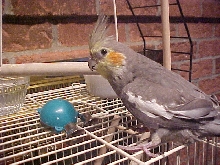 stevens birds 3