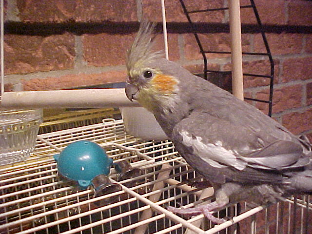 stevens birds 3