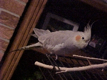 stevens birds4
