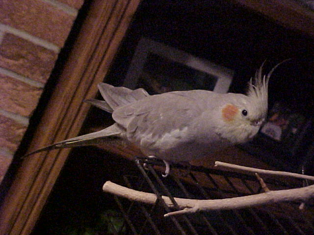 stevens birds4